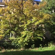D'autres arbres