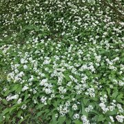 Fleurs de poivre